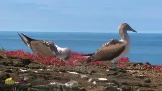 Isleando Gal&aacute;pagos - Punta Pitt