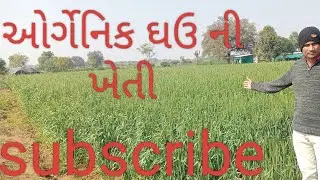#ઓર્ગેનિક ઘઉં ની ખેતી#વાયરલ#વિડિયો#ખેડૂત#લાઈક#સબસ્ક્રાઇબ