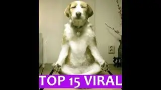 Top 15 viral videos of funny dogs for 2018 - the ultimate funny dogs compilation