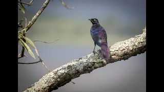R&uuml;ppell's starling | Rueppell's glossy-starling | Rueppell's long-tailed starling | Bird of Africa