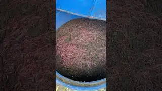 Earthworm 🪱 | Eisenia fetida original  | what is vermicompost | how to make vermicompost