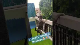 Pitbull Chasing Monkeys 