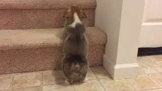 Corgi puppy meets biggest challenge yet: The stairs!