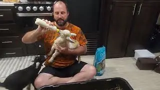 Feeding Baby Goats with Bottle / Dumor Goat Kid Replacer