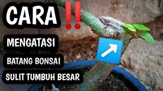 CARA‼️ MENGATASI BATANG BONSAI SULIT TUMBUH BESAR#bonsai #bonsaitree #tanamanhias #warubonsai#bonsai