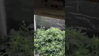 Resultado Com o LED Mars Hydro TS1000 | Afghani
