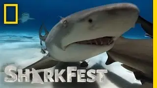 Landing a Lemon | Mega Hammerhead