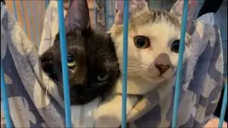 The Face of Guilty Kittens Too Cute to Be Mad 
