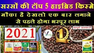 सरसों का कौन सा बीज बोए,Top Mustard variety,hybrid Mustard, Mustard,Sarso,Bayer, Pioneer,Sriram,SVJH