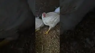 Подготовка к добыче мясных птиц