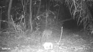 Ocelot (Leopardus pardalis) Tigrio in the Peruvian Amazon