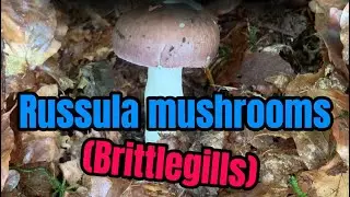 Foraging brittlegill mushrooms ⚠️SEE DESCRIPTION⚠️
