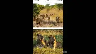 AWARENESS VIDEO SAVE THE LIONS ❤️ #savethelions #lions #krugersightings #wildlifeconservation