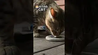 Cat Predicts World Cup Mexico 🇲🇽 vs Argentina 🇦🇷