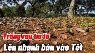 C&aacute;ch trồng rau t&iacute;a t&ocirc; nhanh l&ecirc;n để b&aacute;n v&agrave;o dịp Tết .