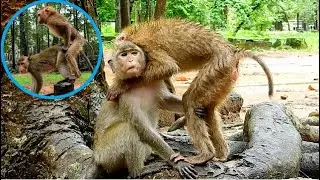 OMG.,POOR ABANDONED ROLEX BUILD STRONG RELATIONSHIP || ROLEX REALLY ENJOY WHEN MEET NEW FRIENDS.