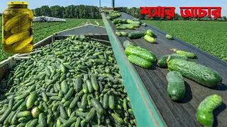 প্রেগন্যান্ট মহিলাদের জন্য শসার আচার কিভাবে তৈরি হয় || How Pickles Are Made in Factori | Factory
