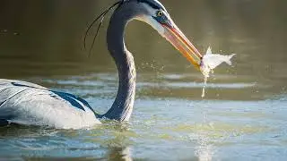 The Birds of Slovenia&rsquo;s Lakes and Rivers: A Waterfowl Wonderland #animal2024 #wildlife