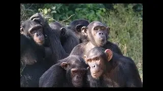 Among the Wild Chimpanzees   National Geographic | Animal Planet Channel