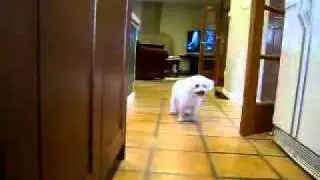 shushu home 1