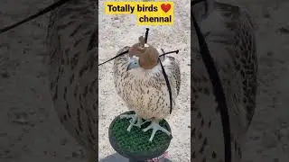 #shorts #viral #totalbirds