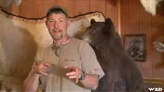 Colorado Grizzly Bear Hunting