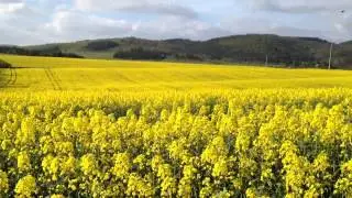 Rapshonig-Bienenhonig.