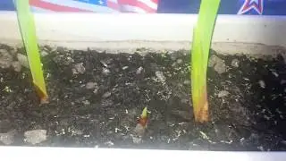 Dollar tree r(review for their flowering bulbs)
