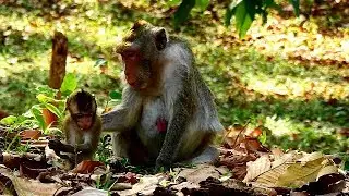 Absolutely amazing- Good mum monkey JANE checking on wound for own baby JANNA.