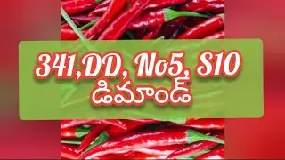 Guntur mirchi market rate today | 12-09-2024