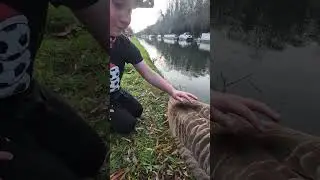 Hand-feeding 🇨🇦 Canada Geese 🪿 at the Grand Union Canal 🏞 (around Lock 79, Croxley Green)