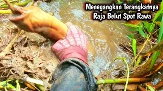 LUAR BIASA BESARNYA‼️ TERANGKATNYA RAJA BELUT SPOT RAWA
