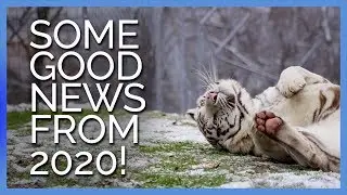 Looking for Some Good News?