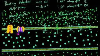 Resting Potential