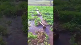 Organic Coriander farming 🔥🔥