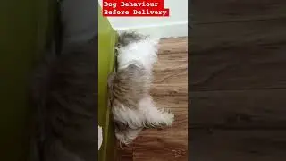 Dog Behaviour Before Delivery || signs of dog is in Labor #shorts #short #viral #trending #dog