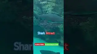 Shark Attract