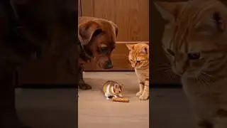 Orange cat and dog catch the mouse this time?🐱🐭#catlife #cat #cute #orangecat #mouse #viral #ai