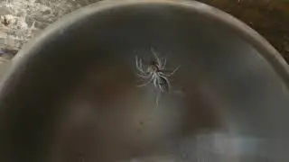 Camel spider education plus facts
