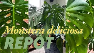 Monstera Deliciosa Repot - going from dense soil to a nice aroid mix 🪴