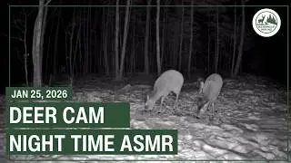 Backyard Wildlife Maine - Live Deer Cam
