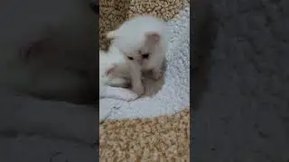 Cat playing video | #cat #catlover #persioncat #animal #everyone #highlights #seenasworld #seena