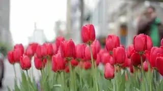 Spring Flower Music:Red Tulip Flower Music,Piano Instrumental Music,Ep-6