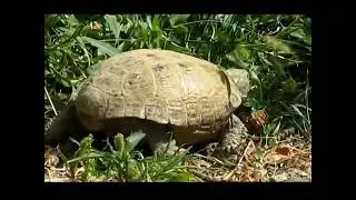 Село Георгиевка Южный Казахстан