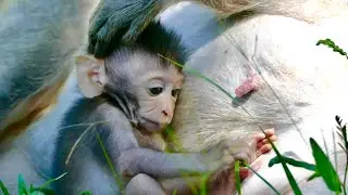 Timo Growing up so fast & Never give up Nurse| Adorable Little Baby Timo | Lovely baby monkey Timo!