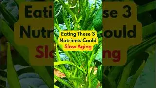 Scientists Found 3 Foods That Slow Down Aging!