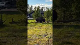 YELLOWSTONE NATIONAL PARK | BISON 🦬 🦬 #shorts #nature #travel #photography #wyoming #wildlife