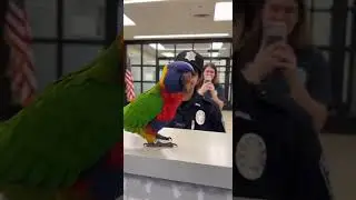 Parrot funny #parrot shorts#cute parrot#viral parrot video#