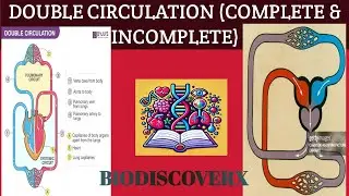 double circulation  |incomplete double circulation urdu hindi #aku#CIRCULATION #mdcatpreparation