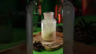 Pine resin. The Art of Natural fragrance: pure Ingredients in Action #perfume